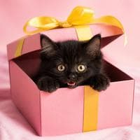 Mochi dans une boîte cadeau